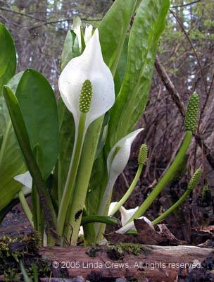Water Arum Group - Calla palustrus